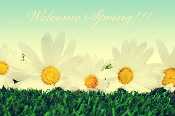Welcome spring — Stock Photo, Image