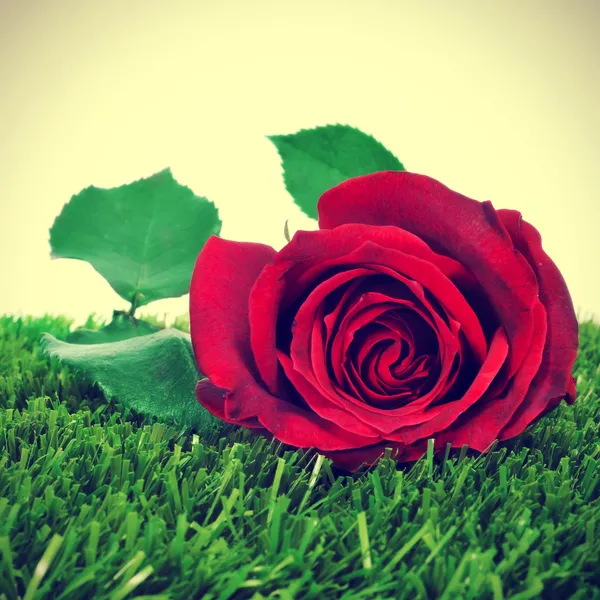 Rød rose - Stock-foto