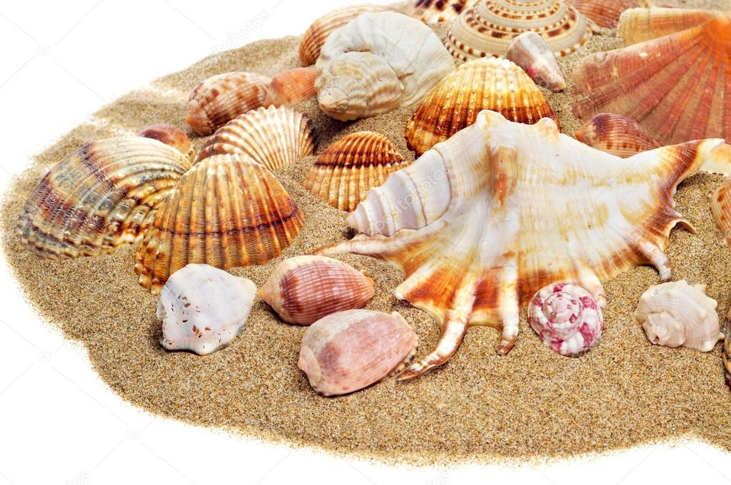 sea shells on the sand