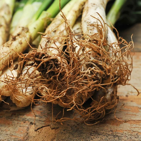 Calcots, Καταλανικά γλυκά κρεμμύδια — Φωτογραφία Αρχείου