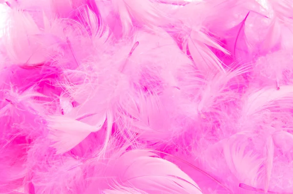 Roze veren — Stockfoto
