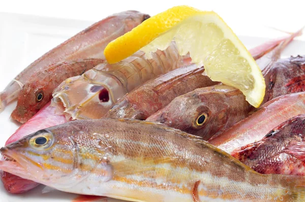 Raw fishes from the mediterranean sea — Stock Photo, Image
