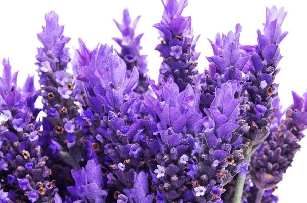 Lavendel — Stockfoto