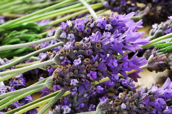 Lavendel — Stockfoto