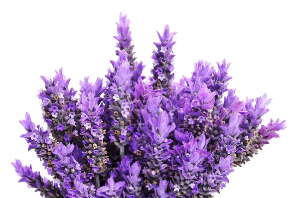 Lavanda — Fotografia de Stock