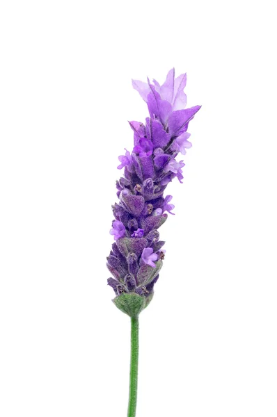 Lavanda — Fotografia de Stock