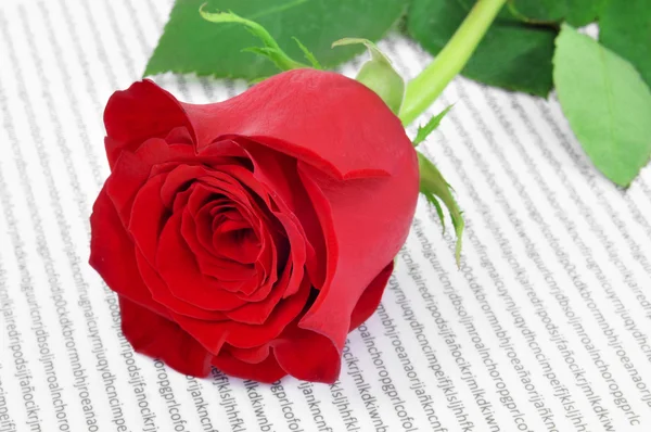 Rosa vermelha e livro, para o Dia de São Jorge na Catalunha, Espanha — Fotografia de Stock