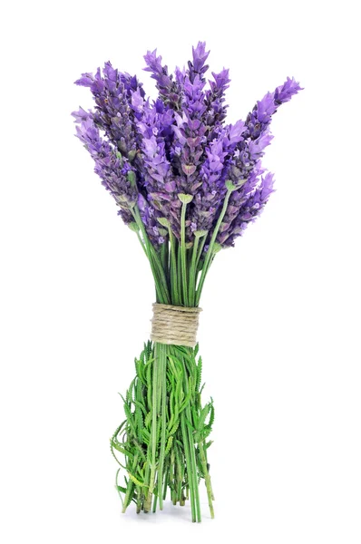 Lavendel — Stockfoto