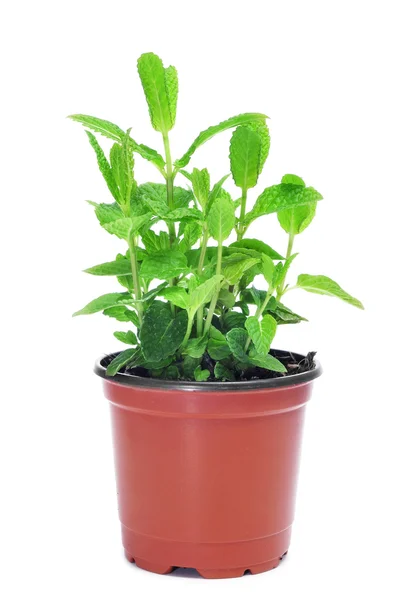 Mint plant — Stock Photo, Image