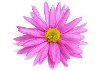 pembe krizantem