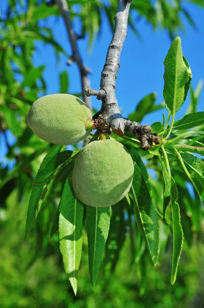 Almond tree with fruits — Stock Photo, Image