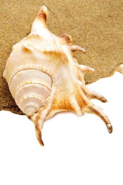 砂の上の巨大なクモの巻き貝の殻 — ストック写真