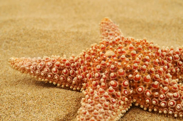 Hvězdice na písku pláži — Stock fotografie