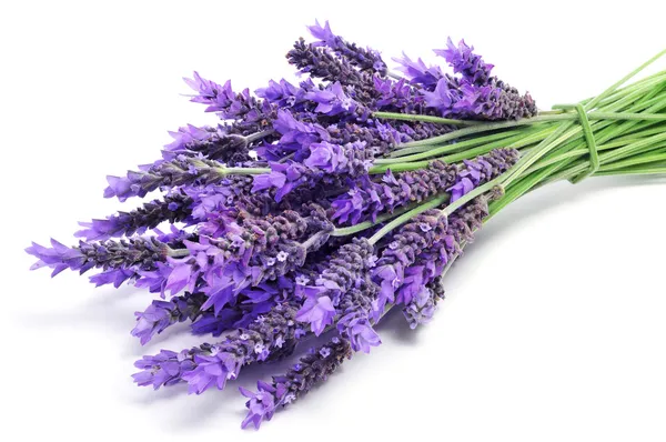 Lavendel blommor — Stockfoto