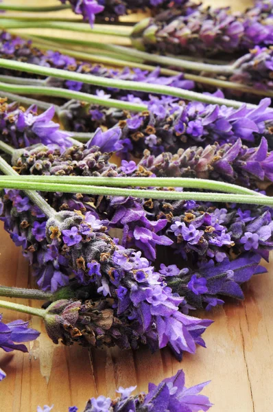 Lavender flowers — Stock Photo, Image