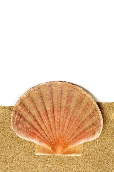 ホタテの貝殻、砂が — ストック写真