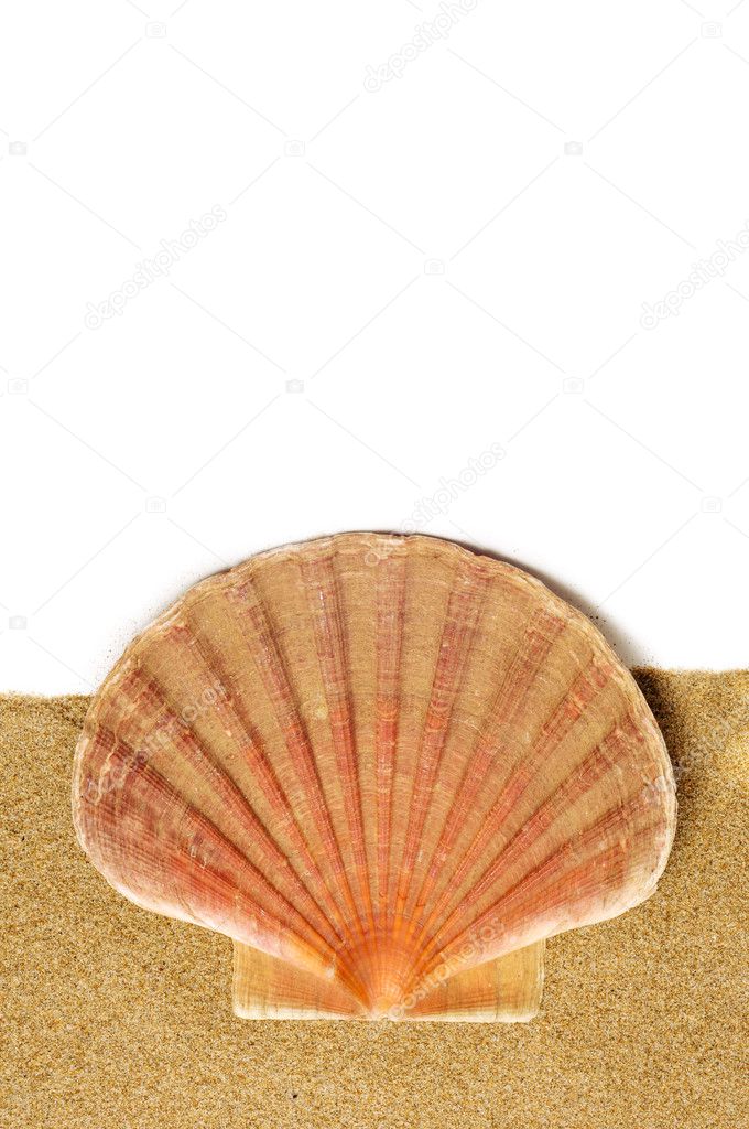 scallop shell on the sand