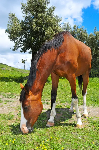 Horse — Stock Photo, Image