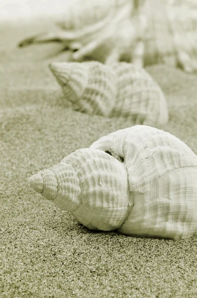 Conchs e concha vieira na areia — Fotografia de Stock