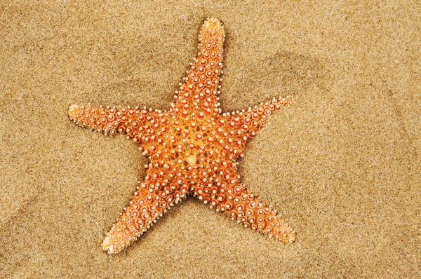 Tengeri csillag a homok a tengerparton — Stock Fotó
