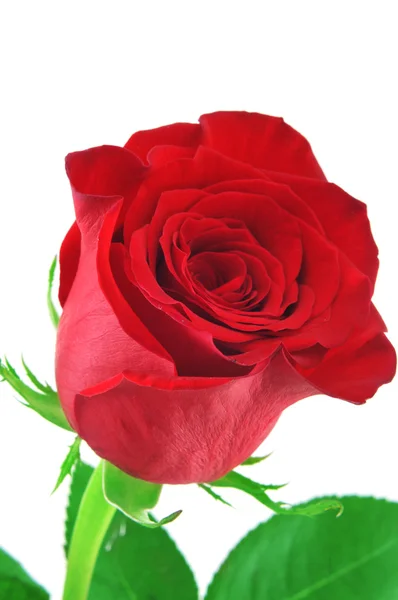 Rote Rose — Stockfoto