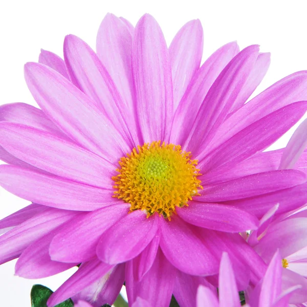 Gerbera Margherita — Foto Stock