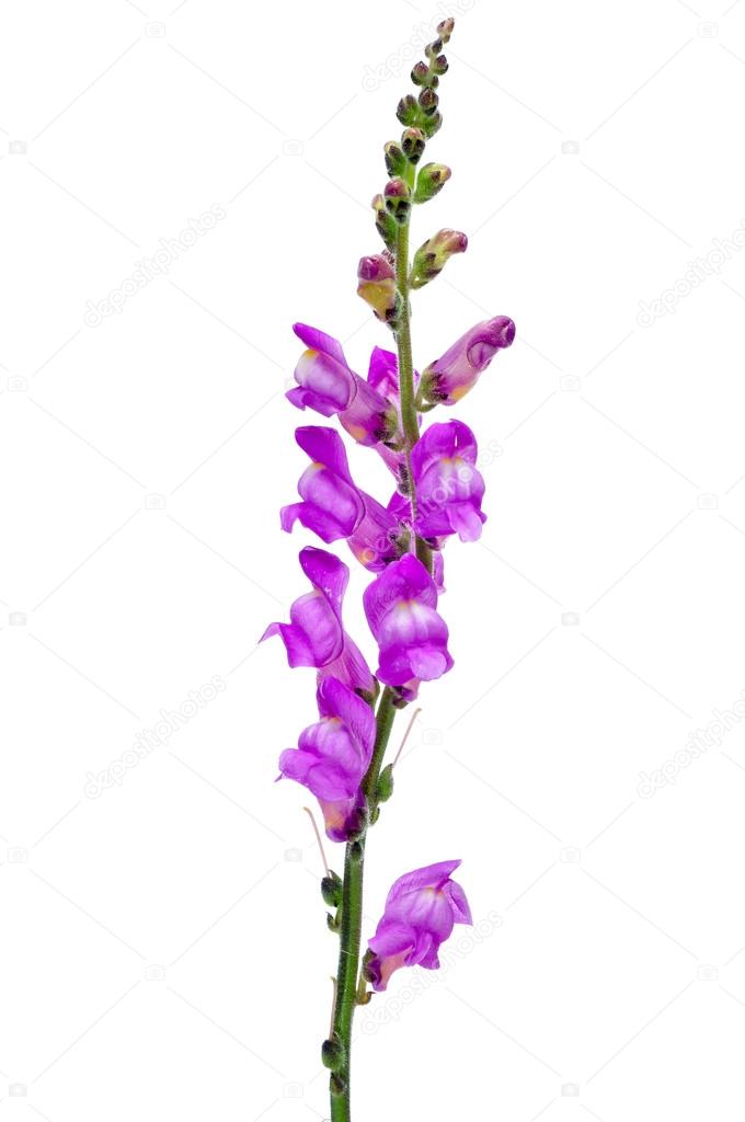 violet snapdragon