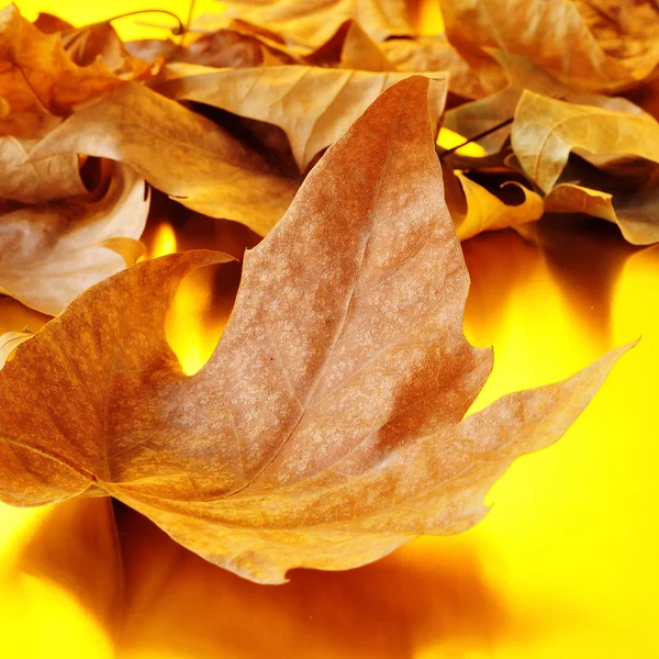 Autumn leaves — Stock Photo, Image