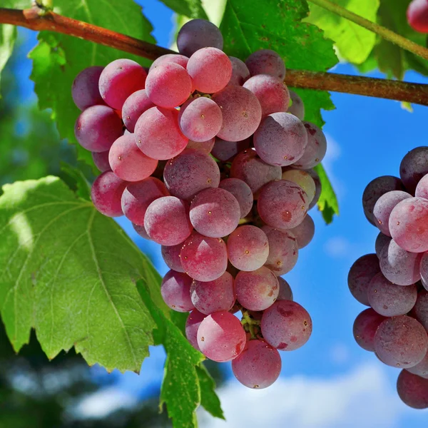 Grapes on a vine — Stock Photo, Image