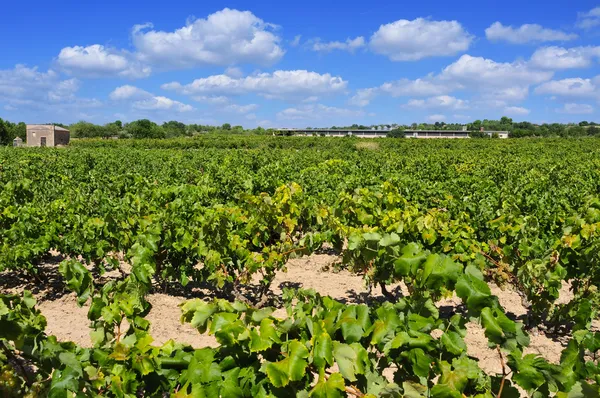 Vingård i tarragona, Katalonien, Spanien — Stockfoto