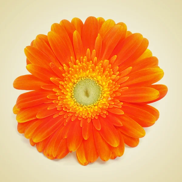 Gerbera százszorszép — Stock Fotó