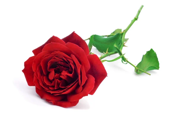 Red rose — Stock Photo, Image