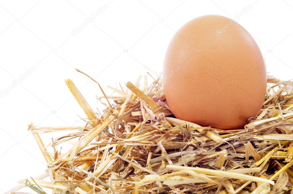 chicken egg in a nest