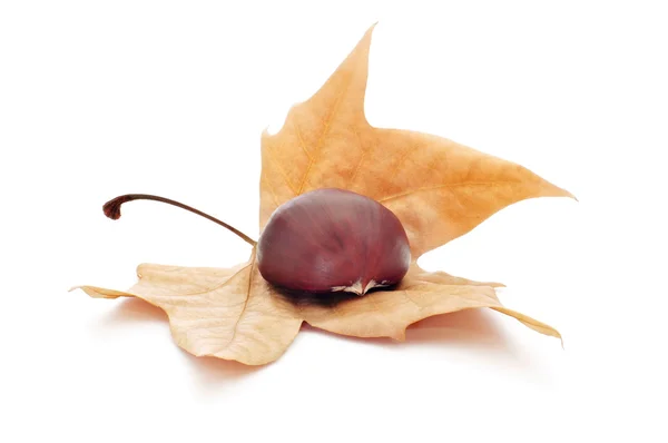 Chestnut and autumn leaf — Zdjęcie stockowe