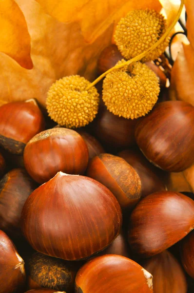 Castañas y hojas de otoño — Foto de Stock