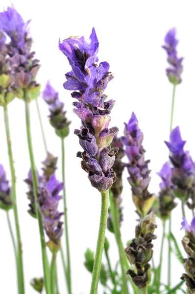 Lavendel blommor — Stockfoto