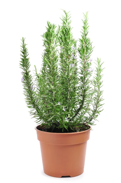 Rosemary rostlina — Stock fotografie
