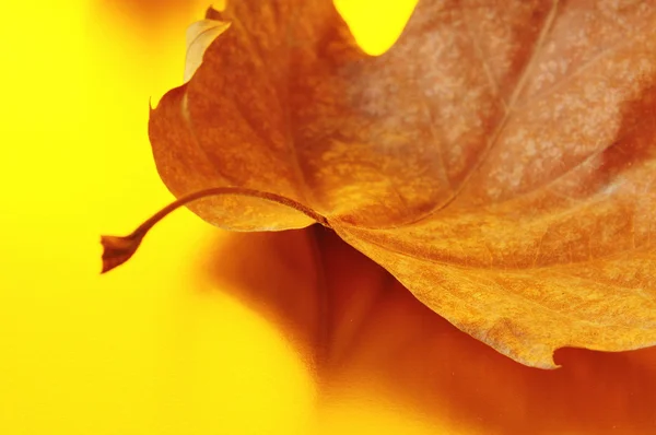 Herfstblad — Stockfoto