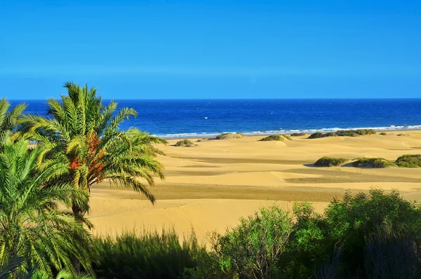 Natuurreservaat van duinen van maspalomas, in gran canaria, Spanje — Stockfoto