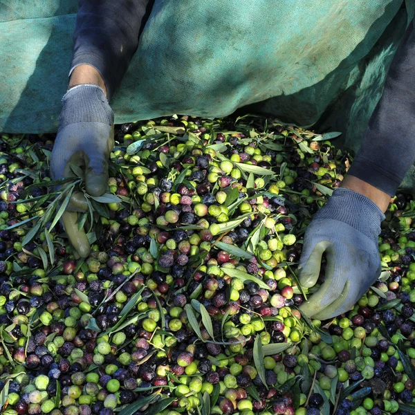 Cosecha de aceitunas arbequinas en un olivar de Cataluña, Spai —  Fotos de Stock