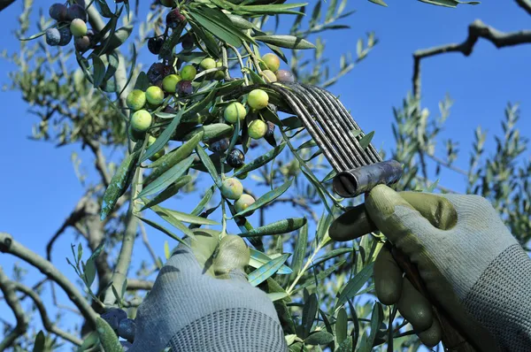 Raccolta di olive arbequina in un uliveto in Catalogna, Spai — Foto Stock
