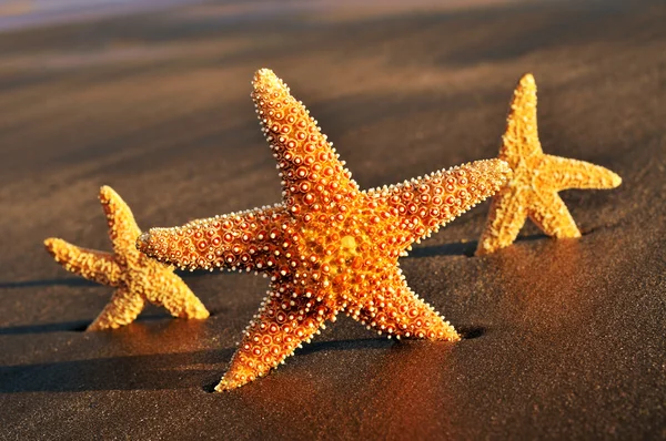 Starfishes på sanden på en strand — Stockfoto