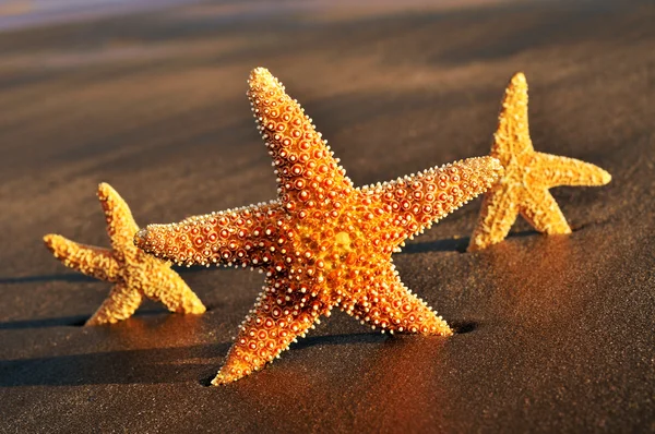 Stelle marine sulla sabbia di una spiaggia — Foto Stock