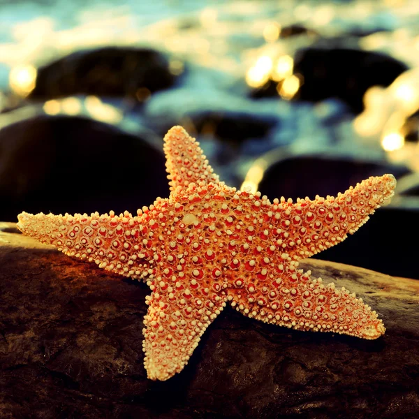 Étoile de mer sur un rocher — Photo