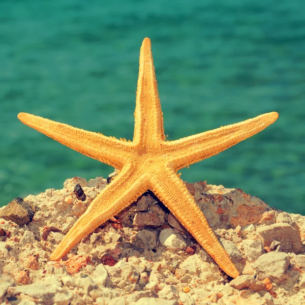 Estrella de mar en la playa — Foto de Stock