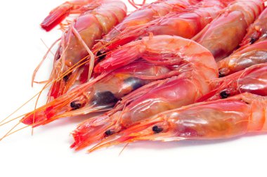 fresh raw shrimps clipart