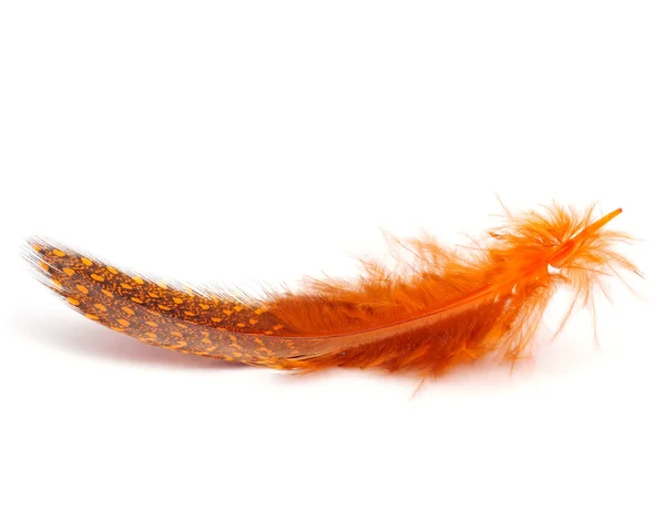 橙色羽毛 — 图库照片