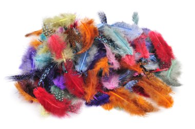 farklı renkler ile tüyleri