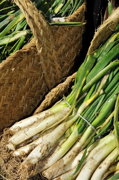 Raw calcots, sweet onions, typical of Catalonia, Spain — Stock Photo, Image