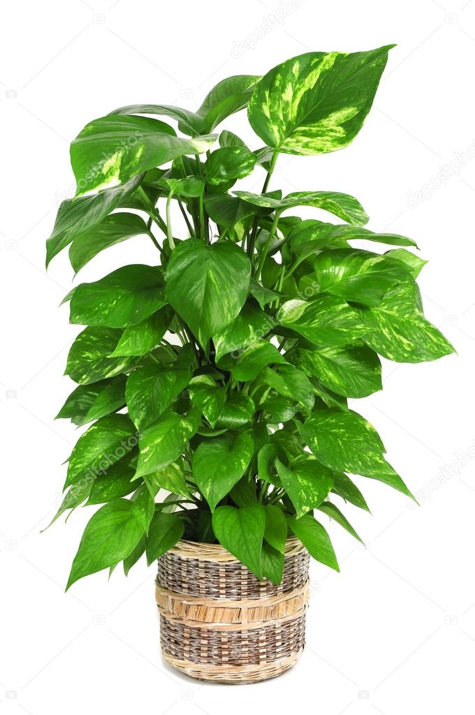 Epipremnum aureum plant
